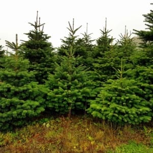 North Wicklow County - Nordmann Fir Christmas Trees