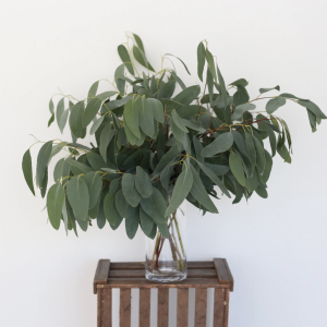 Fresh Eucalyptus Glaucescens — (10 stems, 55–60 cm)