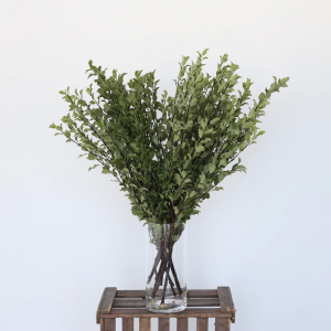 Fresh Pittosporum — (10 stems, 60 cm)