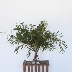 Fresh Eucalyptus Moorei — (10 stems, 60 cm)