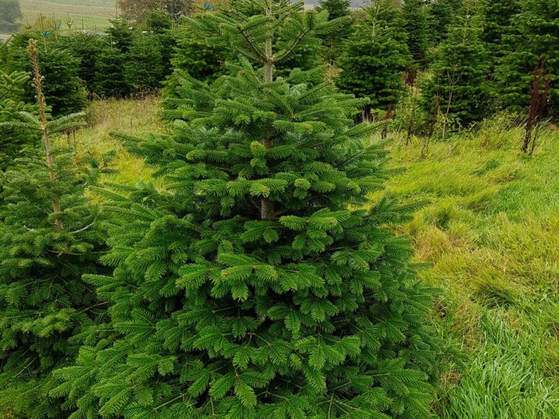 2018 Nordman Fir Christmas Trees 18