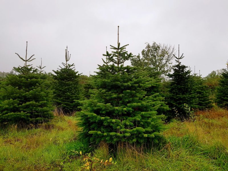 Fir Christmas Trees 1