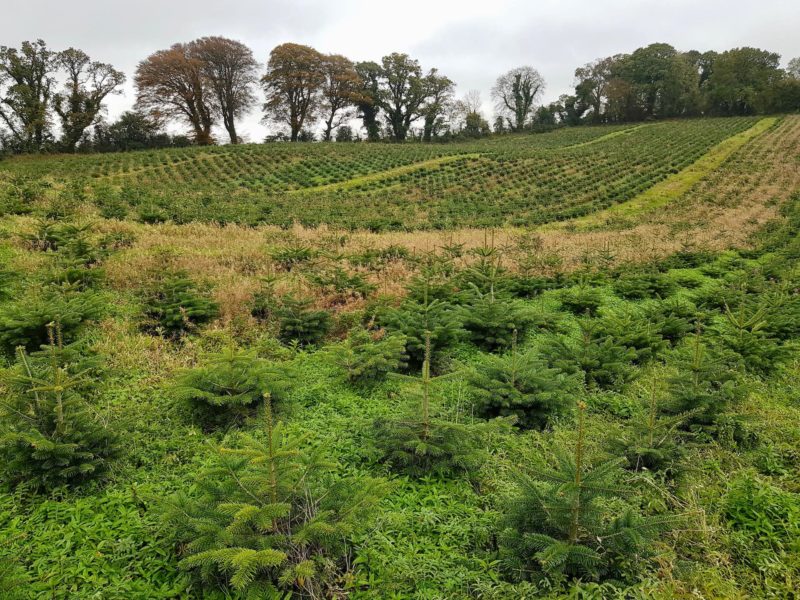 Fir Christmas Trees 12