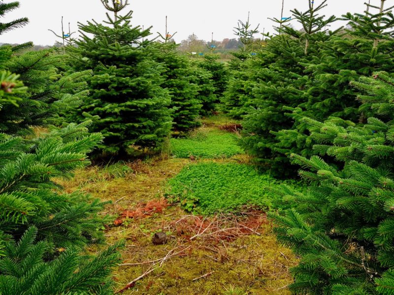 Fir Christmas Trees 14