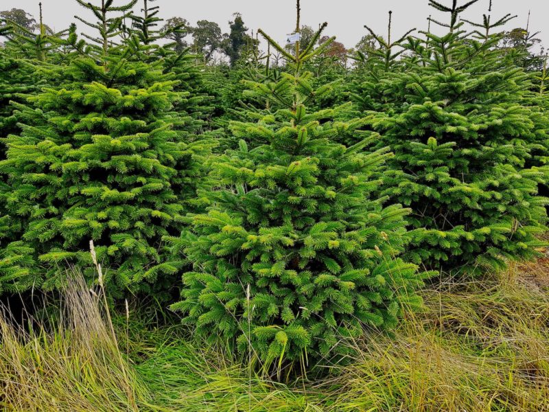 Fir Christmas Trees 16