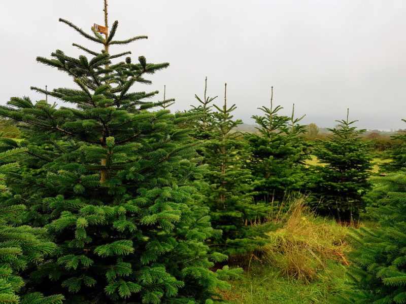 Fir Christmas Trees 17
