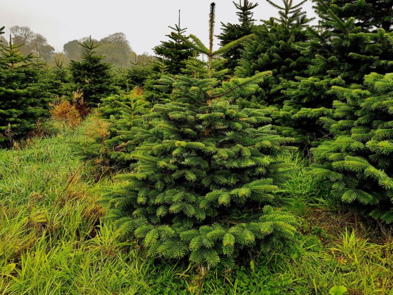 Fir Christmas Trees 28