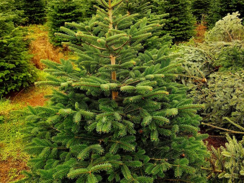 Fir Christmas Trees 3