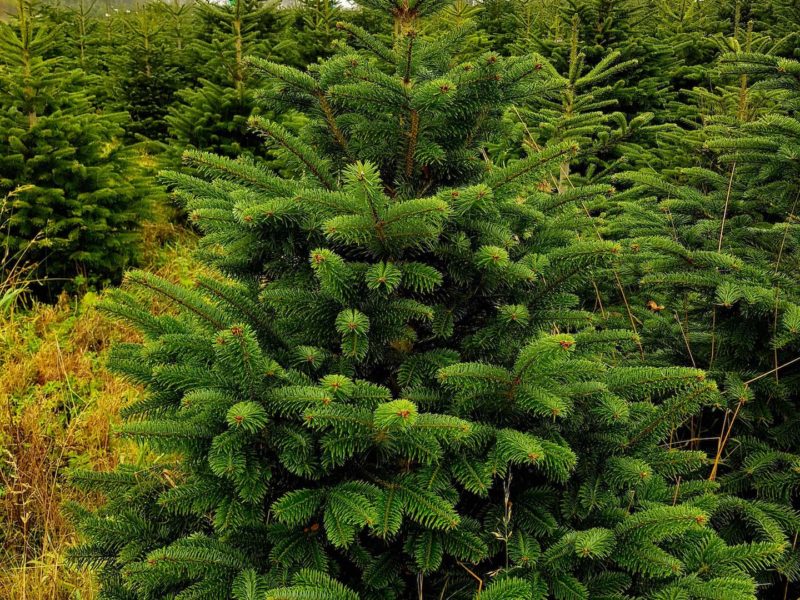 Fir Christmas Trees 5