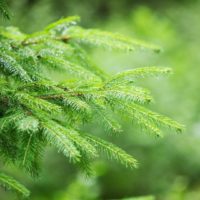 closeup-of-fir-tree-branches