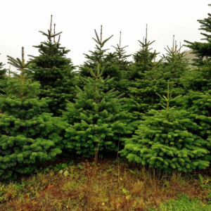 Dublin County - Nordmann Fir Christmas Trees