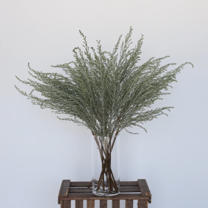 Fresh Ozothamnus ‘Sussex Silver’ — (10 stems, 60 cm)